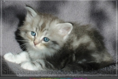 Rainbow-Liebeshof-blue-silver-classic-torbie-white-5-Wochen-alt.-Altai-Eyes-www.sibirische-katzen-hamburg.de-I