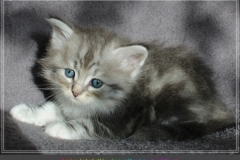 Rainbow-Liebeshof-blue-silver-classic-torbie-white-5-Wochen-alt.-Altai-Eyes-www.sibirische-katzen-hamburg.de-II