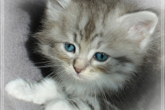 Rainbow-Liebeshof-blue-silver-classic-torbie-white-5-Wochen-alt.-Altai-Eyes-www.sibirische-katzen-hamburg.de-Portrait