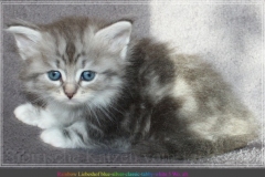 Rainbow-Liebeshof-blue-silver-classic-torbie-white-5-Wochen-alt.-Altai-Eyes-www.sibirische-katzen-hamburg.de_