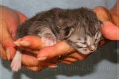 Rainbow-Liebeshof-blue-silver-classic-torbie-white-8-Tage-alt.-Altai-Eyes-www.sibirische-katzen-hamburg.de-I