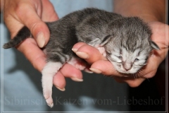 Rainbow-Liebeshof-blue-silver-classic-torbie-white-8-Tage-alt.-Altai-Eyes-www.sibirische-katzen-hamburg.de-II