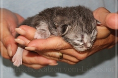 Rainbow-Liebeshof-blue-silver-classic-torbie-white-8-Tage-alt.-Altai-Eyes-www.sibirische-katzen-hamburg.de_
