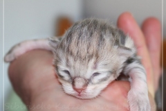 Raspberry-Liebeshof-blue-shinning-silver-classic-tabby-Male