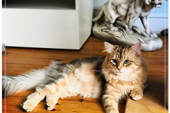 Rocky-Lunaja-Dolina-alias-Shy-by-Liebeshof-www.sibrische-katzen-hamburg.de_