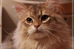 Rocky-Lunaja-Dolina-genannt-Mr.-Shy-by-Liebeshof-6-Monate-Siberian-bimetal-black-silver-golden-classic-tabby-male-www.sibirische-katzen-hamburg.de-I