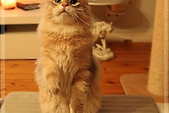 Rocky-Lunaja-Dolina-genannt-Mr.-Shy-by-Liebeshof-6-Monate-Siberian-bimetal-black-silver-golden-classic-tabby-male-www.sibirische-katzen-hamburg.de-III