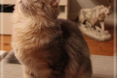 Rocky-Lunaja-Dolina-genannt-Mr.-Shy-by-Liebeshof-6-Monate-Siberian-bimetal-black-silver-golden-classic-tabby-male-www.sibirische-katzen-hamburg.de-V