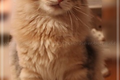 Rocky-Lunaja-Dolina-genannt-Mr.-Shy-by-Liebeshof-6-Monate-Siberian-bimetal-black-silver-golden-classic-tabby-male-www.sibirische-katzen-hamburg.deII_