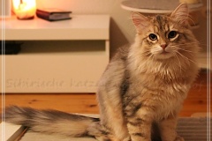 Rocky-Lunaja-Dolina-genannt-Mr.-Shy-by-Liebeshof-6-Monate-Siberian-bimetal-black-silver-golden-classic-tabby-male-www.sibirische-katzen-hamburg.deI_