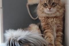 Rocky-Lunan-Dolina-genannt-Shy-by-Liebeshof-1-Jahr-alt-Siberian-bimetal-black-silver-golden-classic-tabby-www.sibirische-katzen-hamburg.de_