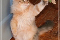 Rocky-Lunan-Dolina-genannt-Shy-by-Liebeshof-46-Monate-Siberian-bimetal-black-silver-golden-classic-tabby-male-www.sibirische-katzen-hamburg.de-I