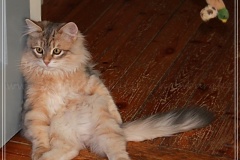 Rocky-Lunan-Dolina-genannt-Shy-by-Liebeshof-46-Monate-Siberian-bimetal-black-silver-golden-classic-tabby-male-www.sibirische-katzen-hamburg.de_