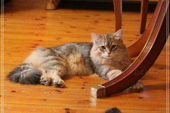 Rocky-Lunan-Dolina-genannt-Shy-by-Liebeshof-8-Monate-Siberian-bimetal-black-silver-golden-classic-tabby-male-www.sibirische-katzen-hamburg.de-I