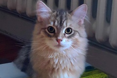 Rocky-Lunan-Dolina-genannt-Shy-by-Liebeshof-8-Monate-Siberian-bimetal-black-silver-golden-classic-tabby-male-www.sibirische-katzen-hamburg.de-III