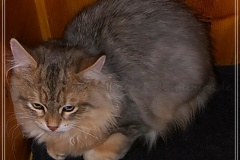 Rocky-Lunja-Dolina-by-Liebeshof-Mr.-Shy-black-silver-golden-bimetal-shining-classic-tabby-4-month-www.sibirische-katzen-hamburg.de_