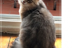 Rocky-Lunja-Dolina-by-Liebeshof-Mr.-Shy-black-silver-golden-bimetal-shining-classic-tabby-www.sibirische-katzen-hamburg.de-IIIII