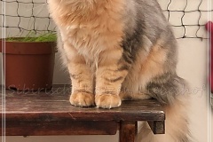 Rocky-Lunja-Dolina-by-Liebeshof-Mr.-Shy-black-silver-golden-bimetal-shining-classic-tabby-www.sibirische-katzen-hamburg.de-VI