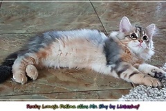 Rocky-Lunja-Dolina-by-Liebeshof-Mr.-Shy-black-silver-golden-classic-tabby-www.sibirische-katzen-hamburg.de-1