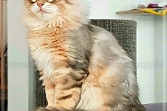 Rocky-Lunja-Dolina-by-Liebeshof-Mr.-Shy-black-silver-golden-classic-tabby-www.sibirische-katzen-hamburg.de-2