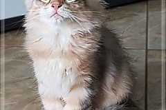 Rocky-Lunja-Dolina-by-Liebeshof-Mr.-Shy-black-silver-golden-classic-tabby-www.sibirische-katzen-hamburg.de-3