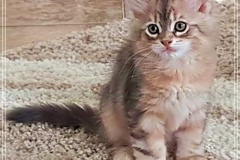 Rocky-Lunja-Dolina-by-Liebeshof-Mr.-Shy-black-silver-golden-classic-tabby-www.sibirische-katzen-hamburg.de-4