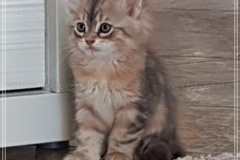 Rocky-Lunja-Dolina-by-Liebeshof-Mr.-Shy-black-silver-golden-classic-tabby-www.sibirische-katzen-hamburg.de-5