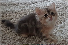 Rocky-Lunja-Dolina-by-Liebeshof-Mr.-Shy-black-silver-golden-classic-tabby-www.sibirische-katzen-hamburg.de-6