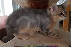 Rocky-Lunja-Dolina-by-Liebeshof-Mr.-Shy-black-silver-golden-classic-tabby-www.sibirische-katzen-hamburg.de-7