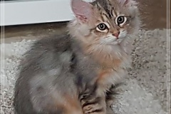 Rocky-Lunja-Dolina-by-Liebeshof-Mr.-Shy-black-silver-golden-classic-tabby-www.sibirische-katzen-hamburg.de-8