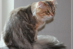 Shy-alias-Rocky-Lunja-Dolina-by-Liebeshof-black-golden-silver-shining-Kater-11-Monate-alt.-www.sibirische-katzen-hamburg.de-20-06-2020-II