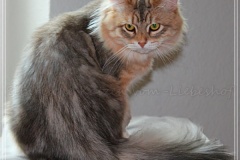 Shy-alias-Rocky-Lunja-Dolina-by-Liebeshof-black-golden-silver-shining-Kater-11-Monate-alt.-www.sibirische-katzen-hamburg.de-20-06-2020-III