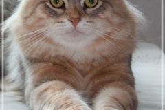 Shy-alias-Rocky-Lunja-Dolina-by-Liebeshof-black-golden-silver-shining-Kater-11-Monate-alt.-www.sibirische-katzen-hamburg.de-26.06.2020-I