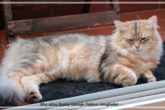 Shy-alias-Rocky-Lunja-Dolina-by-Liebeshof-black-golden-silver-shining-Kater-11-Monate-alt.-www.sibirische-katzen-hamburg.de-26.06.2020-II