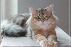 Shy-alias-Rocky-Lunja-Dolina-by-Liebeshof-black-golden-silver-shining-Kater-11-Monate-alt.-www.sibirische-katzen-hamburg.de-26.06.2020