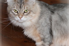 Shy-alias-Rocky-Lunja-dolina-by-Liebeshof-black-golden-silver-shining-Kater-10-Monate-alt.-www.sibirische-katzen-hamburg.de-II