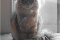 Shy-alias-Rocky-Lunja-dolina-by-Liebeshof-black-golden-silver-shining-Kater-10-Monate-alt.-www.sibirische-katzen-hamburg.de-IV