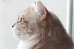 Shy-alias-Rocky-Lunja-dolina-by-Liebeshof-black-golden-silver-shining-Kater-10-Monate-alt.-www.sibirische-katzen-hamburg.de-V