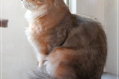 Shy-alias-Rocky-Lunja-dolina-by-Liebeshof-black-golden-silver-shining-Kater-10-Monate-alt.-www.sibirische-katzen-hamburg.de_