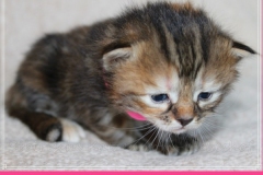 Sally-Bowles-Liebeshof-black-golden-classic-torbie-3-Wochen-alt-Sibirische-Katze-www.sibirische-katze-hamburg.de-I