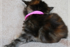Sally-Bowles-Liebeshof-black-golden-classic-torbie-3-Wochen-alt-Sibirische-Katze-www.sibirische-katze-hamburg.de-III