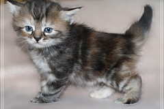 Sally-Bowles-Liebeshof-black-golden-classic-torbie-4-Wochen-alt-Sibirische-Katze-www.sibirische-katze-hamburg.de-I