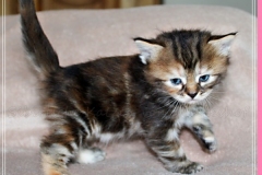 Sally-Bowles-Liebeshof-black-golden-classic-torbie-4-Wochen-alt-Sibirische-Katze-www.sibirische-katze-hamburg.de-II