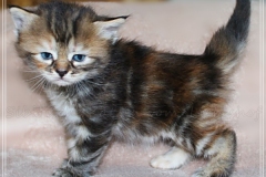 Sally-Bowles-Liebeshof-black-golden-classic-torbie-4-Wochen-alt-Sibirische-Katze-www.sibirische-katze-hamburg.de_