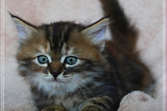 Sally-Bowles-Liebeshof-black-golden-classic-torbie-65-Wochen-alt-Sibirische-Katze-www.sibirische-katze-hamburg.de-I