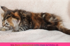 Sally-Bowles-Liebeshof-black-golden-classic-torbie-65-Wochen-alt-Sibirische-Katze-www.sibirische-katze-hamburg.de-II