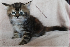 Sally-Bowles-Liebeshof-black-golden-classic-torbie-65-Wochen-alt-Sibirische-Katze-www.sibirische-katze-hamburg.de_