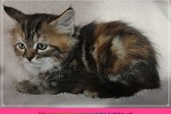 Sally-Bowles-Liebeshof-black-golden-classic-torbie-8-Wochen-alt-Sibirische-Katze-www.sibirische-katze-hamburg.de-I