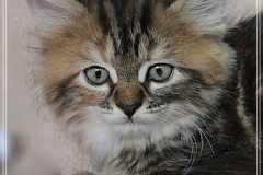 Sally-Bowles-Liebeshof-black-golden-classic-torbie-8-Wochen-alt-Sibirische-Katze-www.sibirische-katze-hamburg.de-II