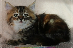 Sally-Bowles-Liebeshof-black-golden-classic-torbie-8-Wochen-alt-Sibirische-Katze-www.sibirische-katze-hamburg.de-III